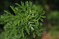 BIO Beifuß (Artemisia) Hydrolat 100 ml
