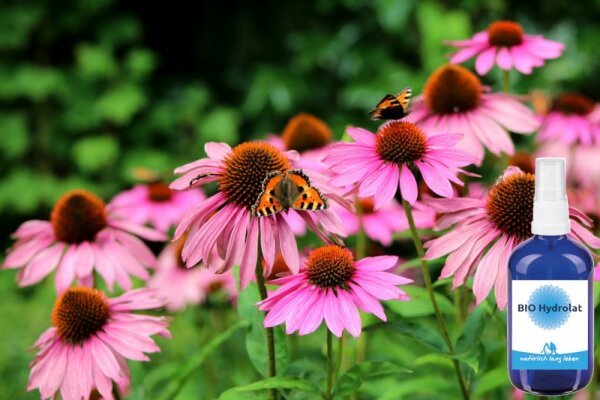BIO Echinacea Hydrolat