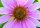 BIO Echinacea Hydrolat