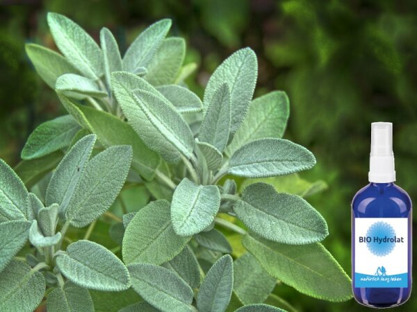 BIO Salbei Hydrolat 100 ml